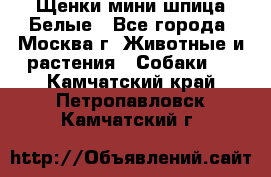 Щенки мини шпица Белые - Все города, Москва г. Животные и растения » Собаки   . Камчатский край,Петропавловск-Камчатский г.